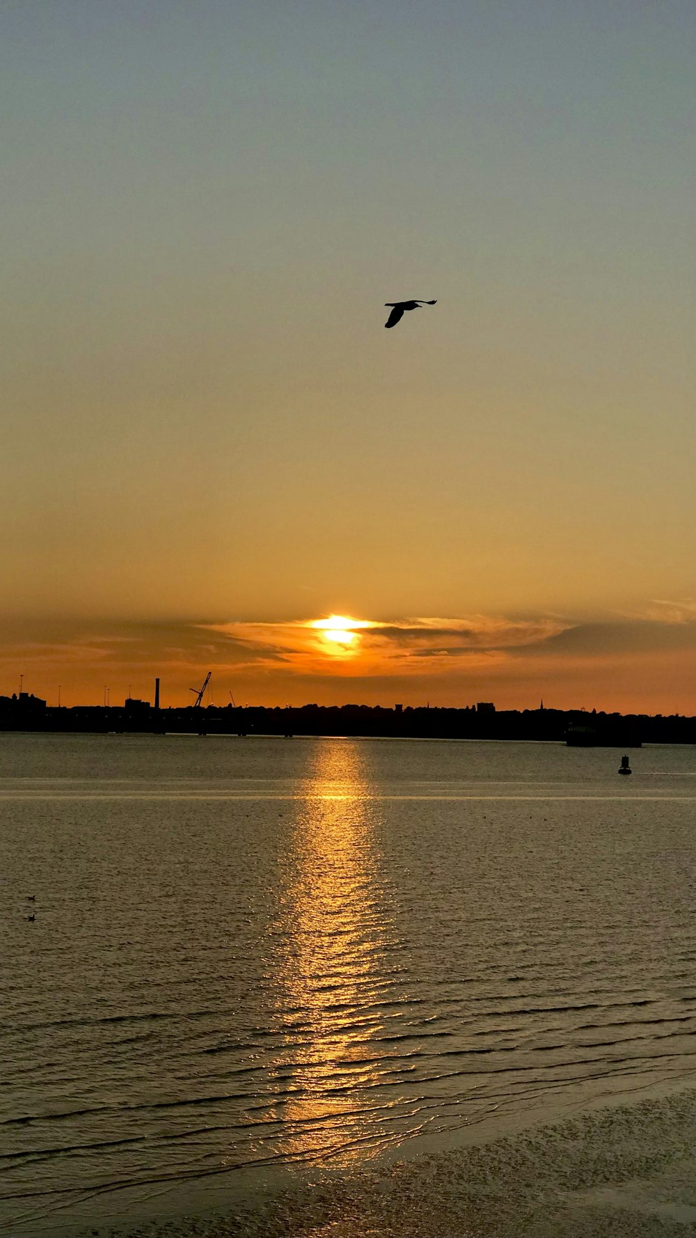 Ein Vogel, der bei Sonnenuntergang über ein Gewässer fliegt