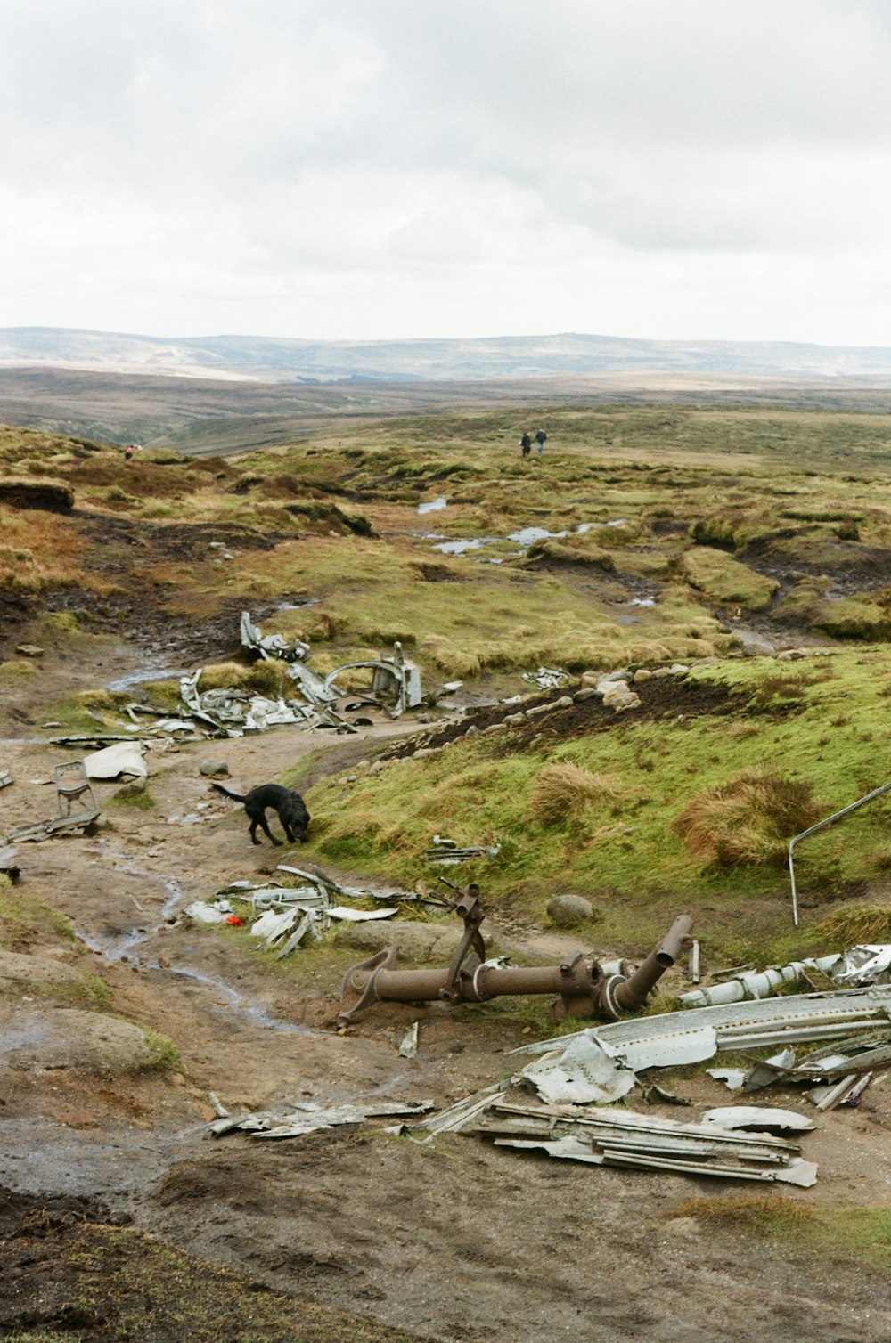 a dog standing on top of a grass covered hillside