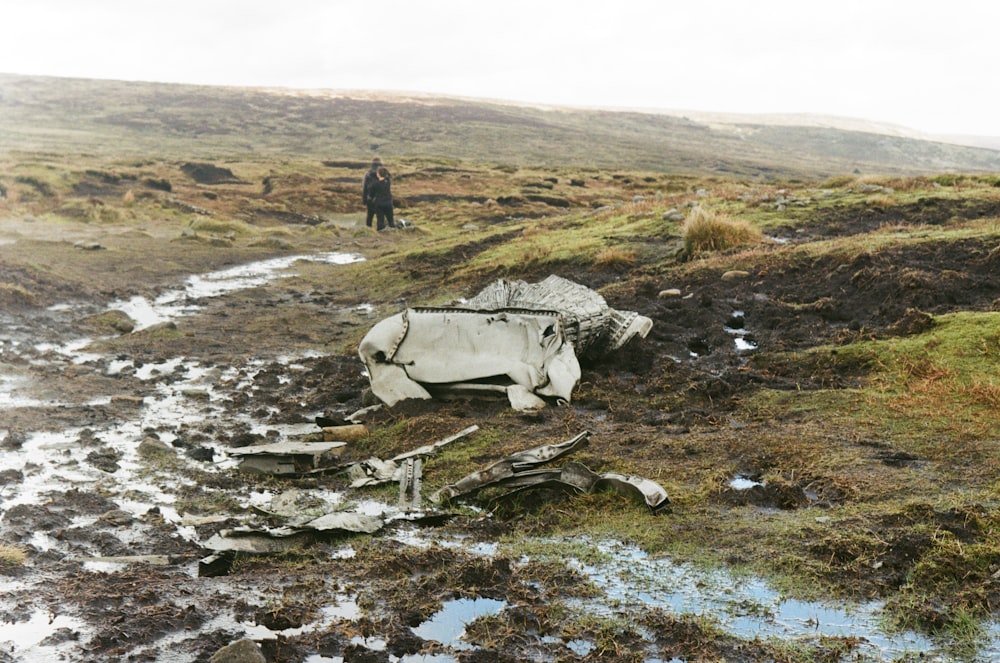 a cow that is laying down in the mud