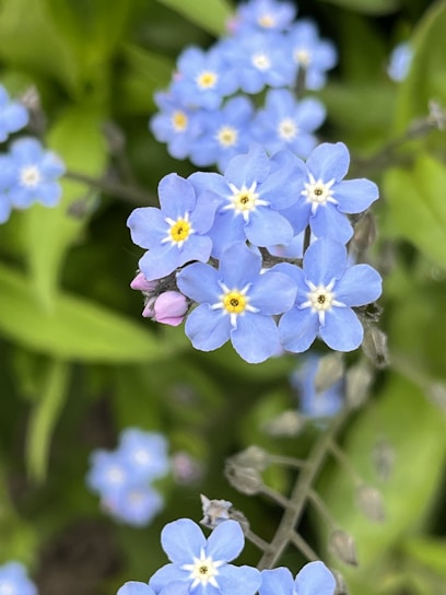 Close-up of vibrant blue borage flowers blooming in a sunny garden.