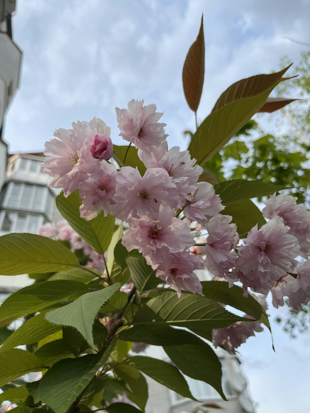 pink flowers are blooming on a tree in front of a building