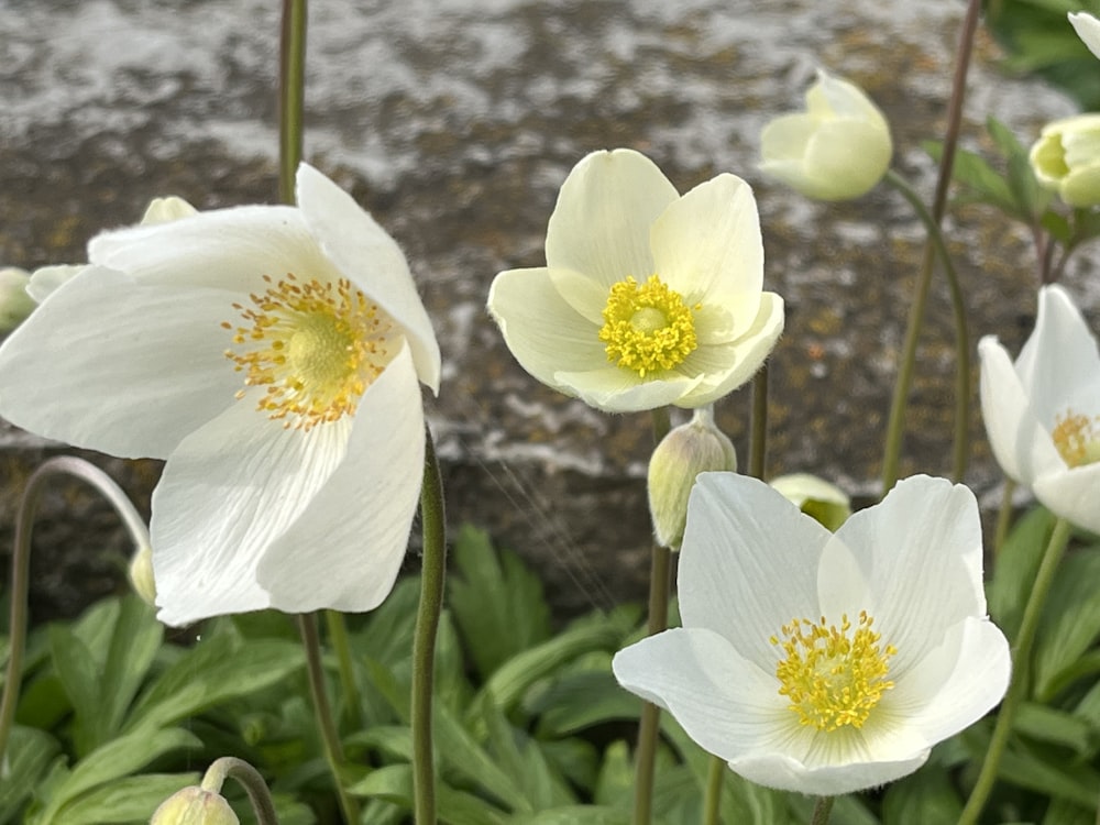 a bunch of white flowers that are in the grass