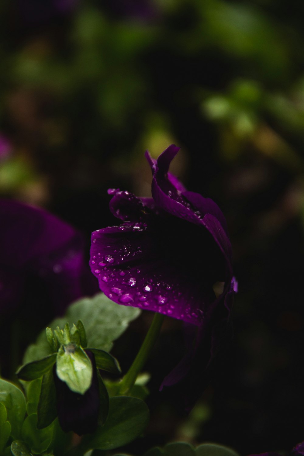 a purple flower with water droplets on it