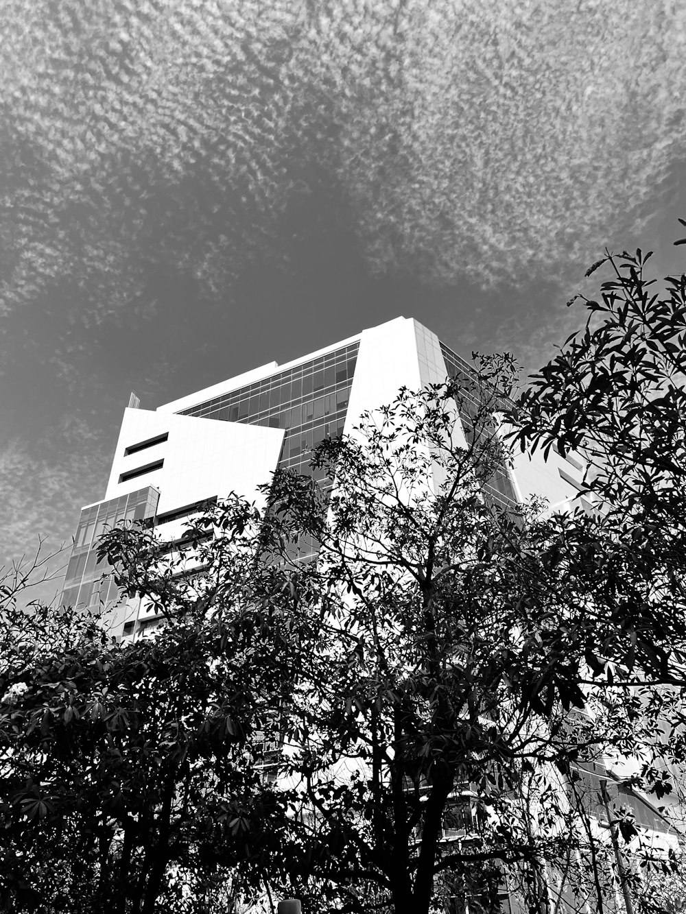 uma foto em preto e branco de um edifício e árvores