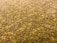 A close-up view of a textured carpet with a mix of beige, yellow, and brown hues. The surface appears soft and thick, showing distinct fibers and a slightly irregular pattern.
