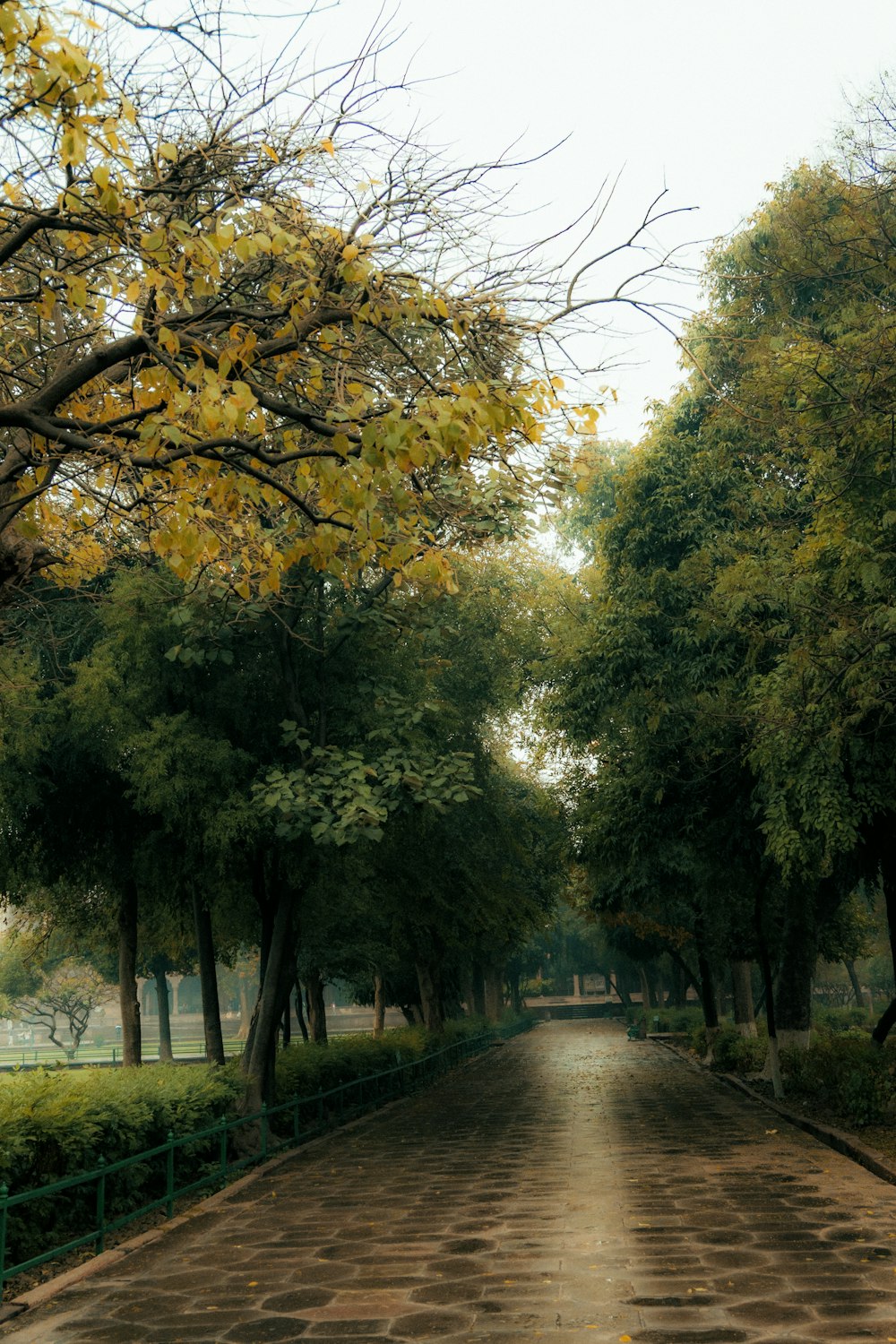 a paved road with trees lining both sides of it