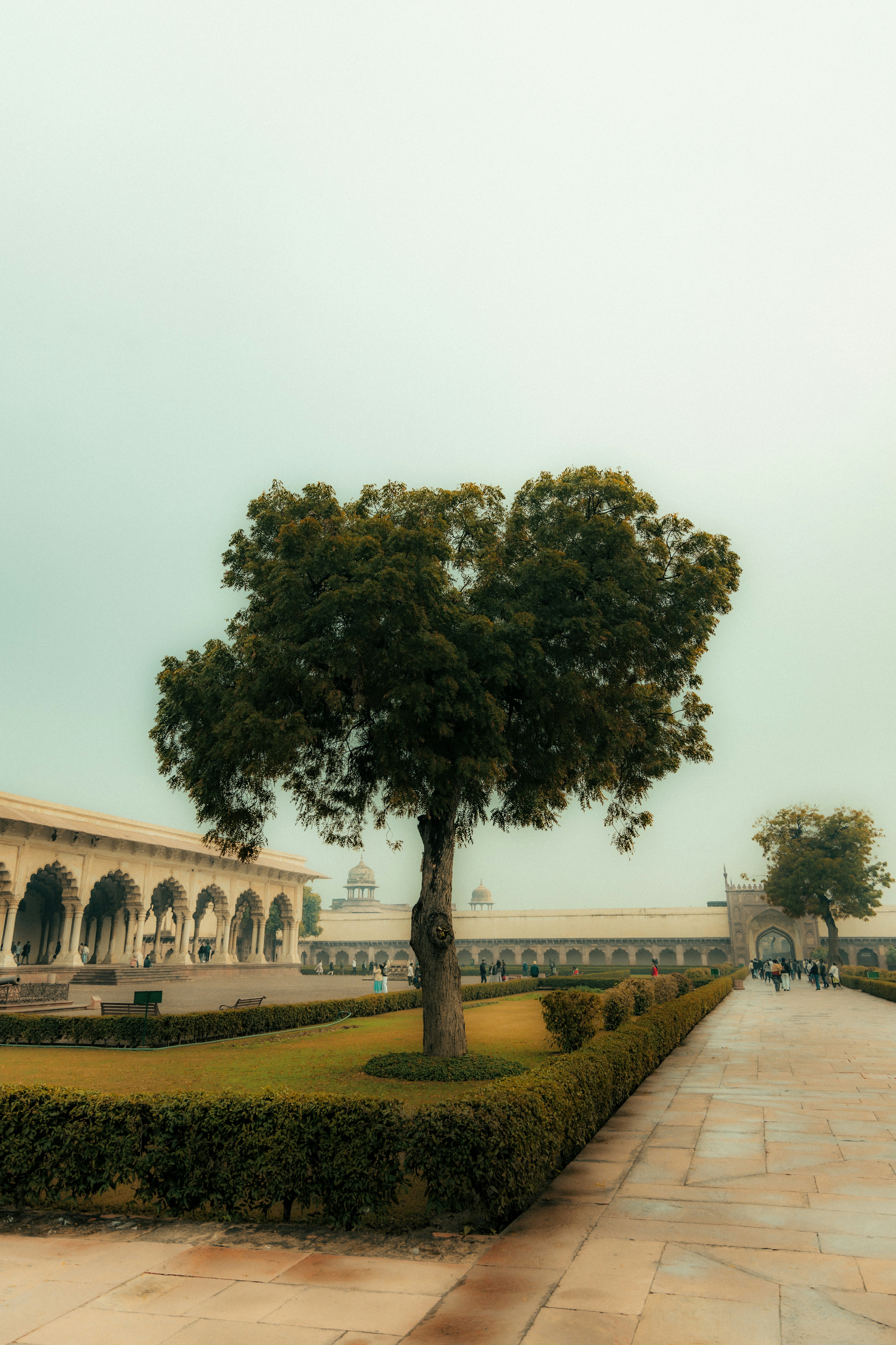 a lone tree in the middle of a park