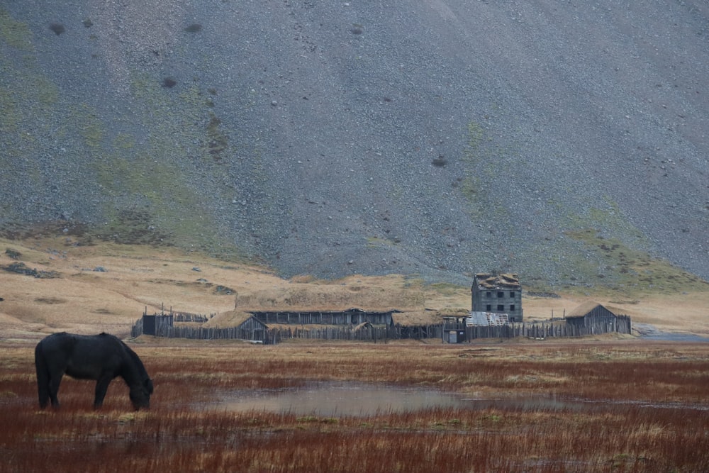 a horse grazing in a field with a mountain in the background