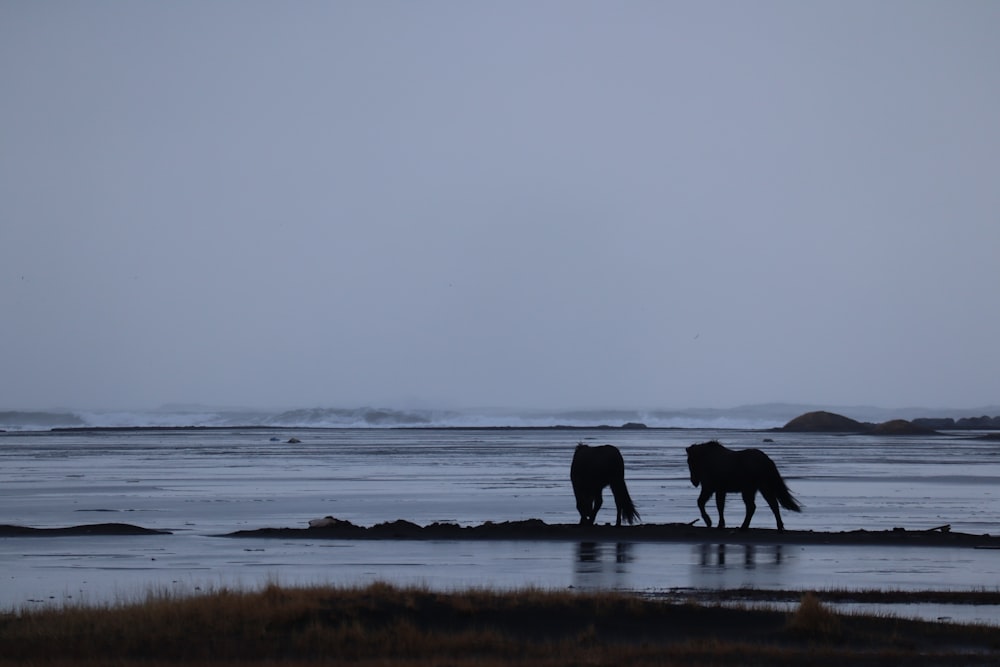 a couple of horses standing on top of a beach