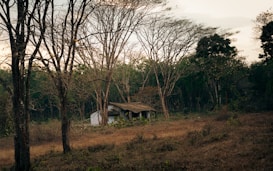A small, rustic cabin with a thatched roof sits quietly among tall, leafless trees. The surrounding forest is dense and lush with various shades of green, while the foreground features dry, brown grass. The atmosphere feels secluded and serene.