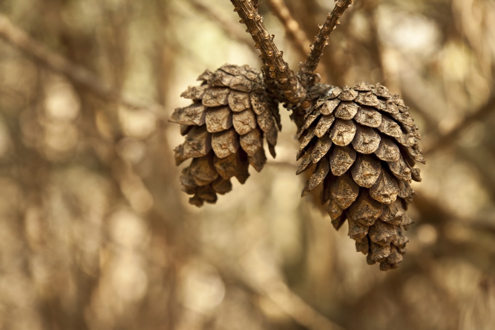 a close up of two pine cones on a tree