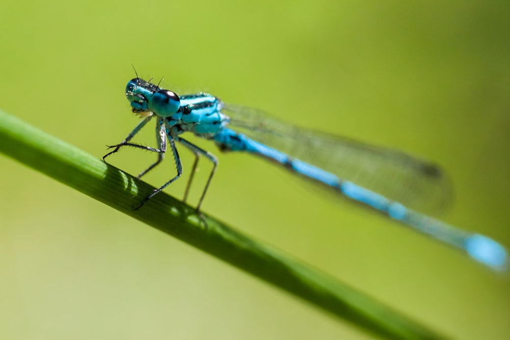 a blue dragonfly sitting on a green leaf