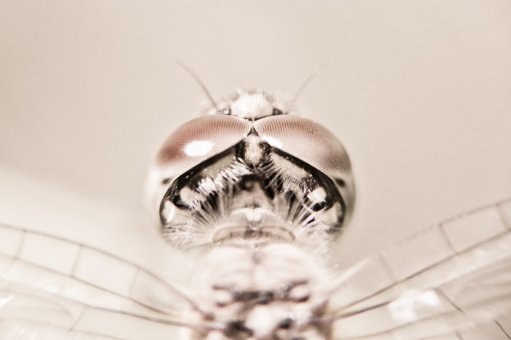 a close up of a bug on a white surface