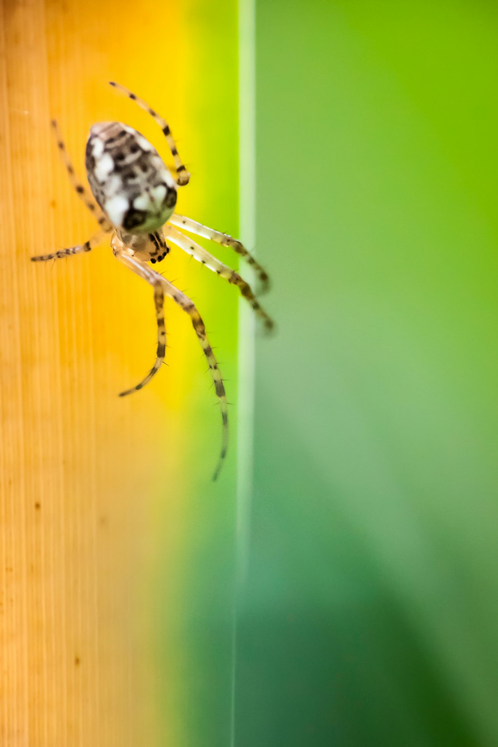 a close up of a spider on a wooden surface