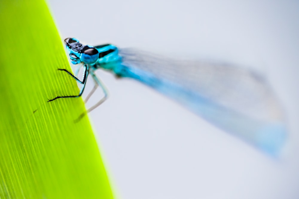 a blue dragonfly sitting on top of a green leaf