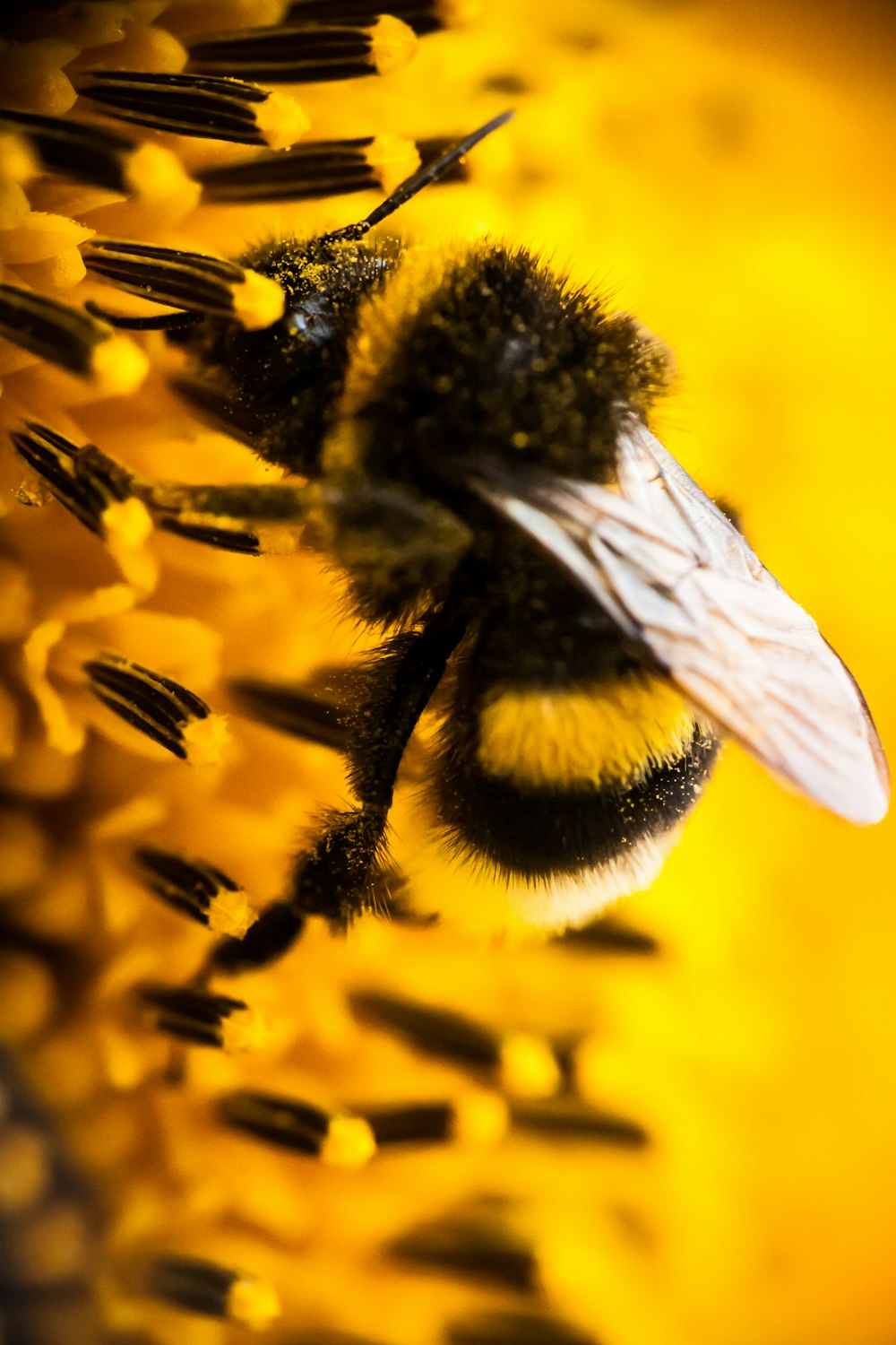 a close up of a bee on a sunflower