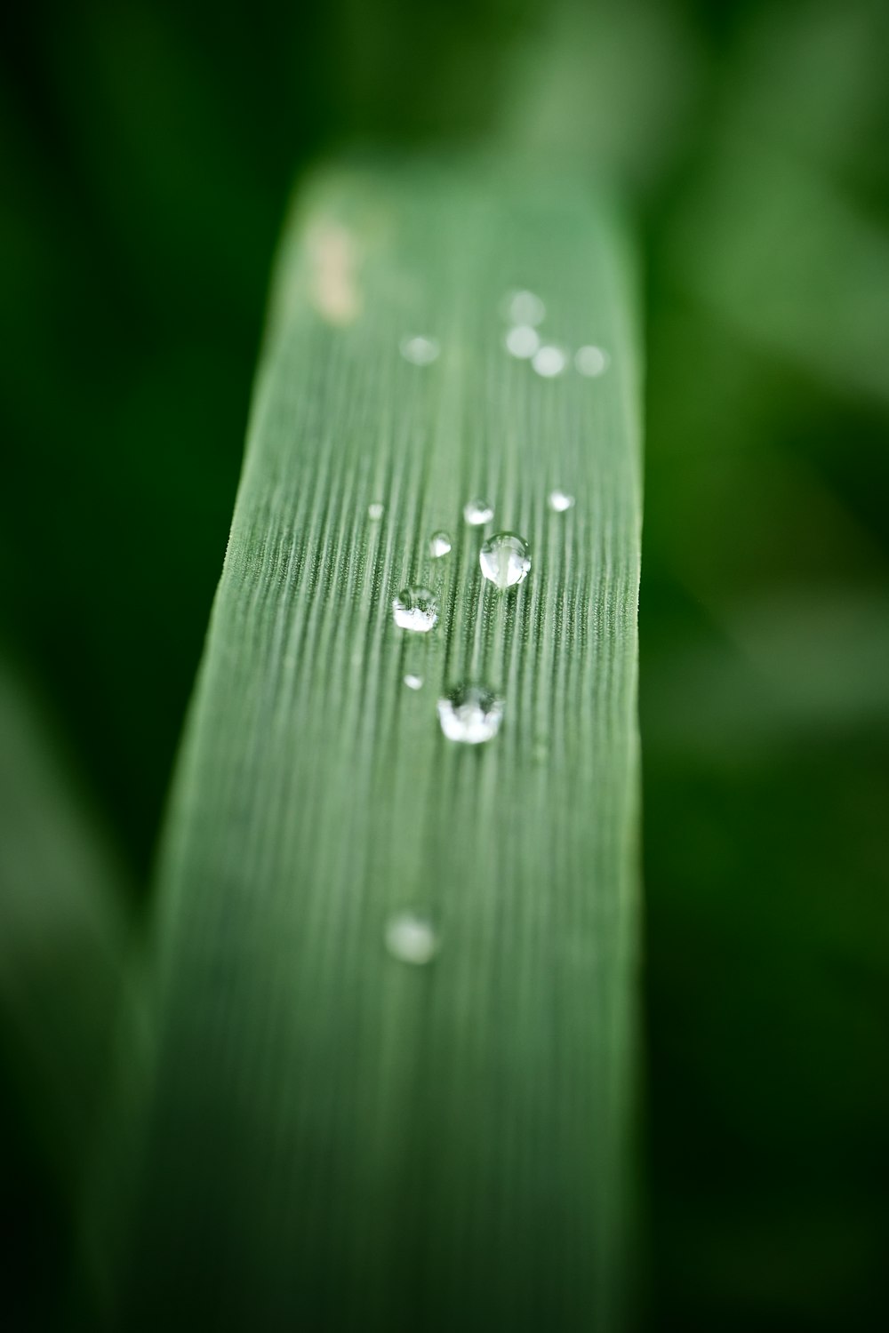 a green leaf with water droplets on it