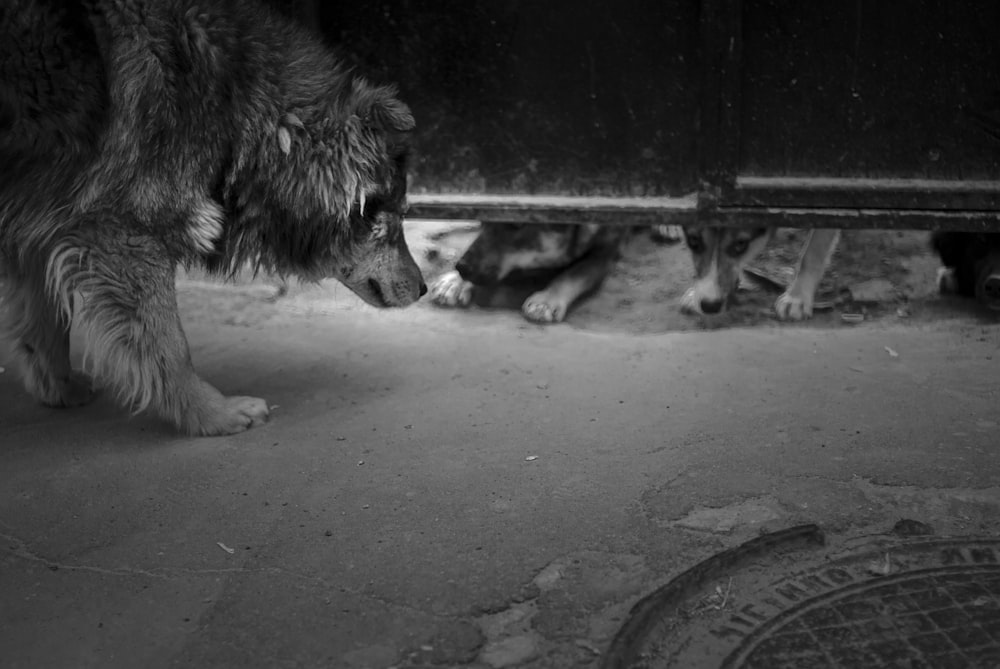 a black and white photo of a dog and a manhole