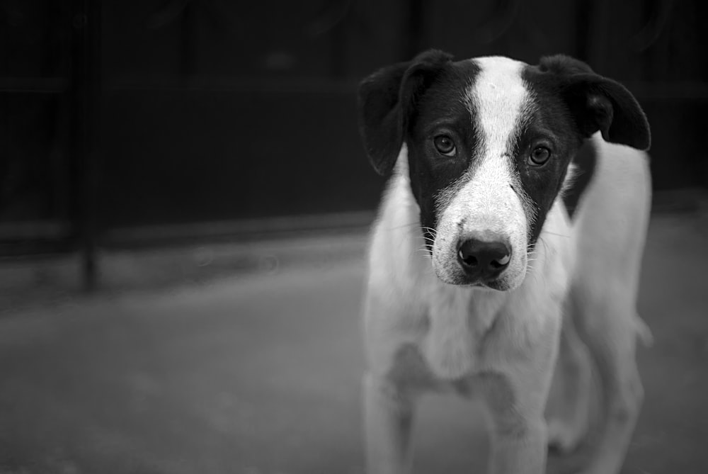 a black and white dog standing on a sidewalk