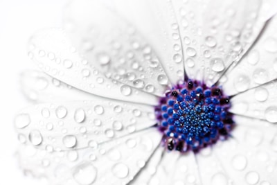 A close-up shot of a blooming flower with delicate water droplets on its petals.