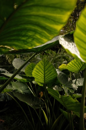 diseño de jardines tropicales
