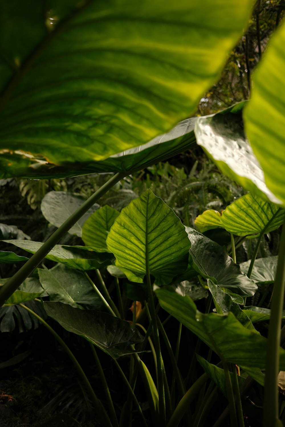Un primer plano de una planta verde con hojas grandes