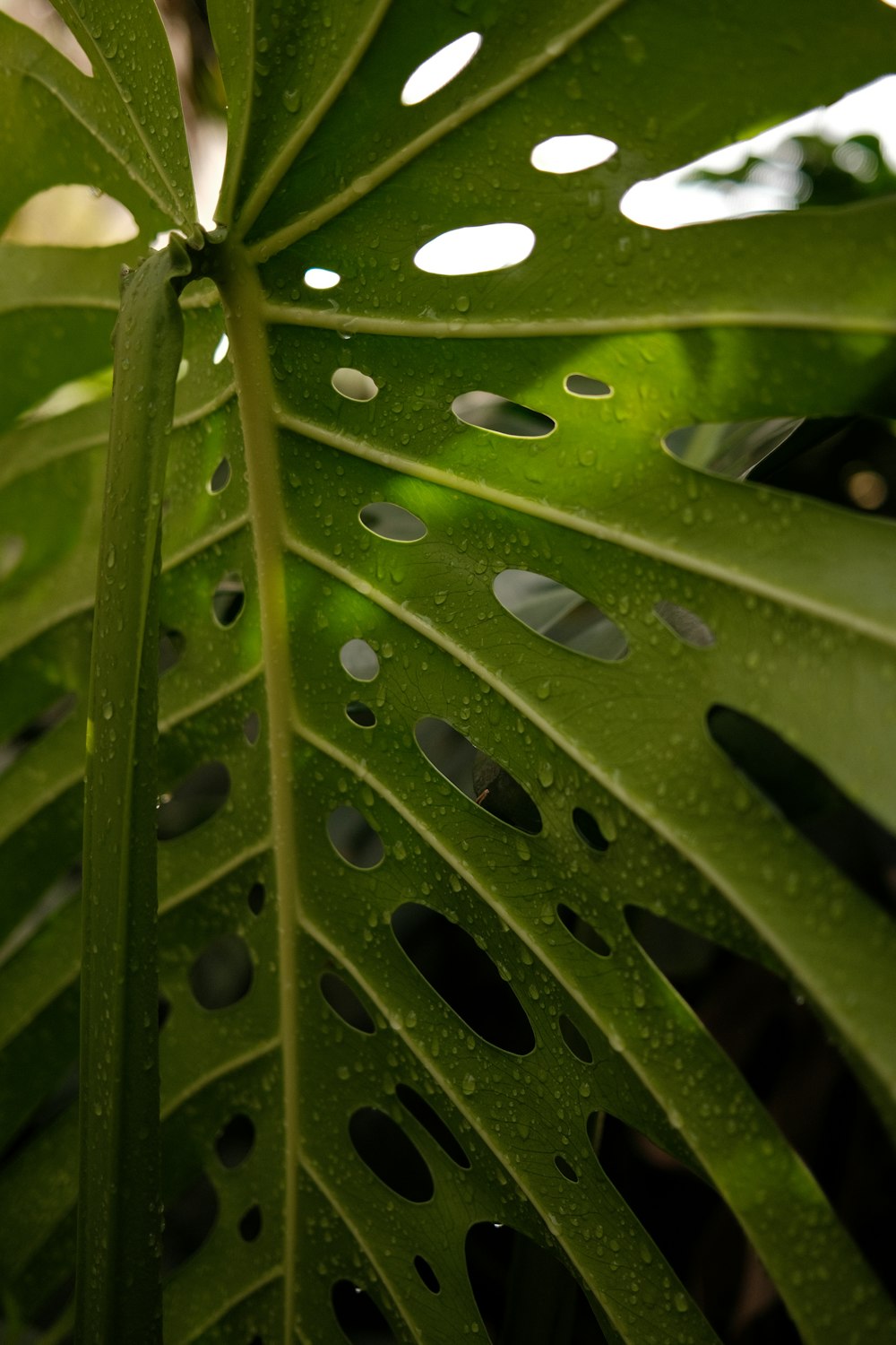 a large green leaf with holes in it