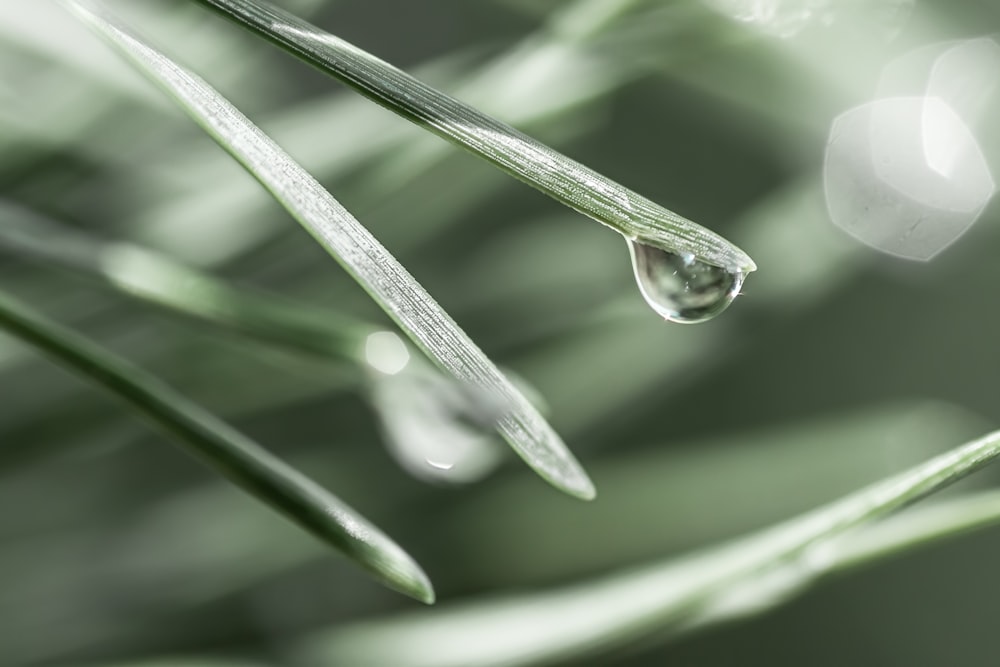a drop of water hanging from a green plant