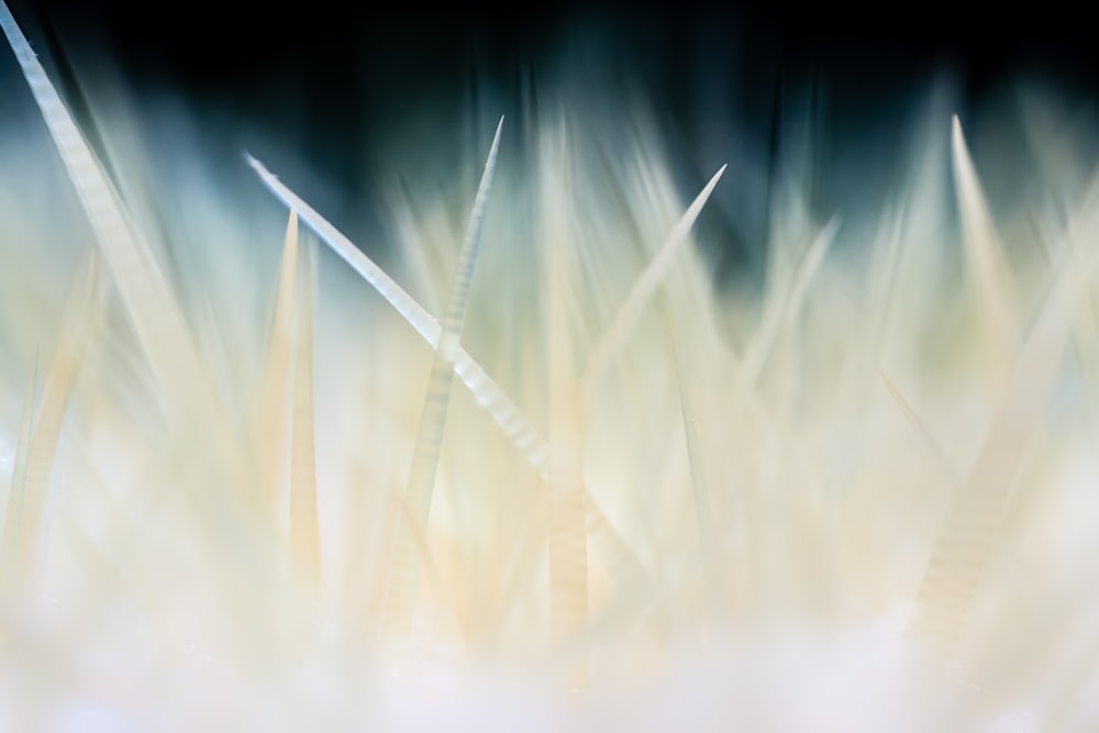 a blurry photo of grass with a black background