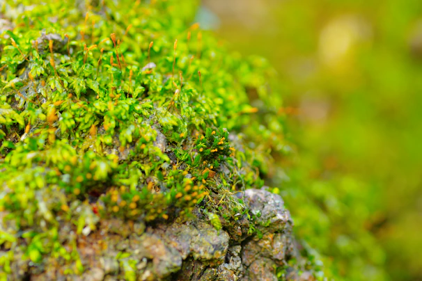 Close-up of a confident professional smiling, with subtle green moss and gold tones in the background.
