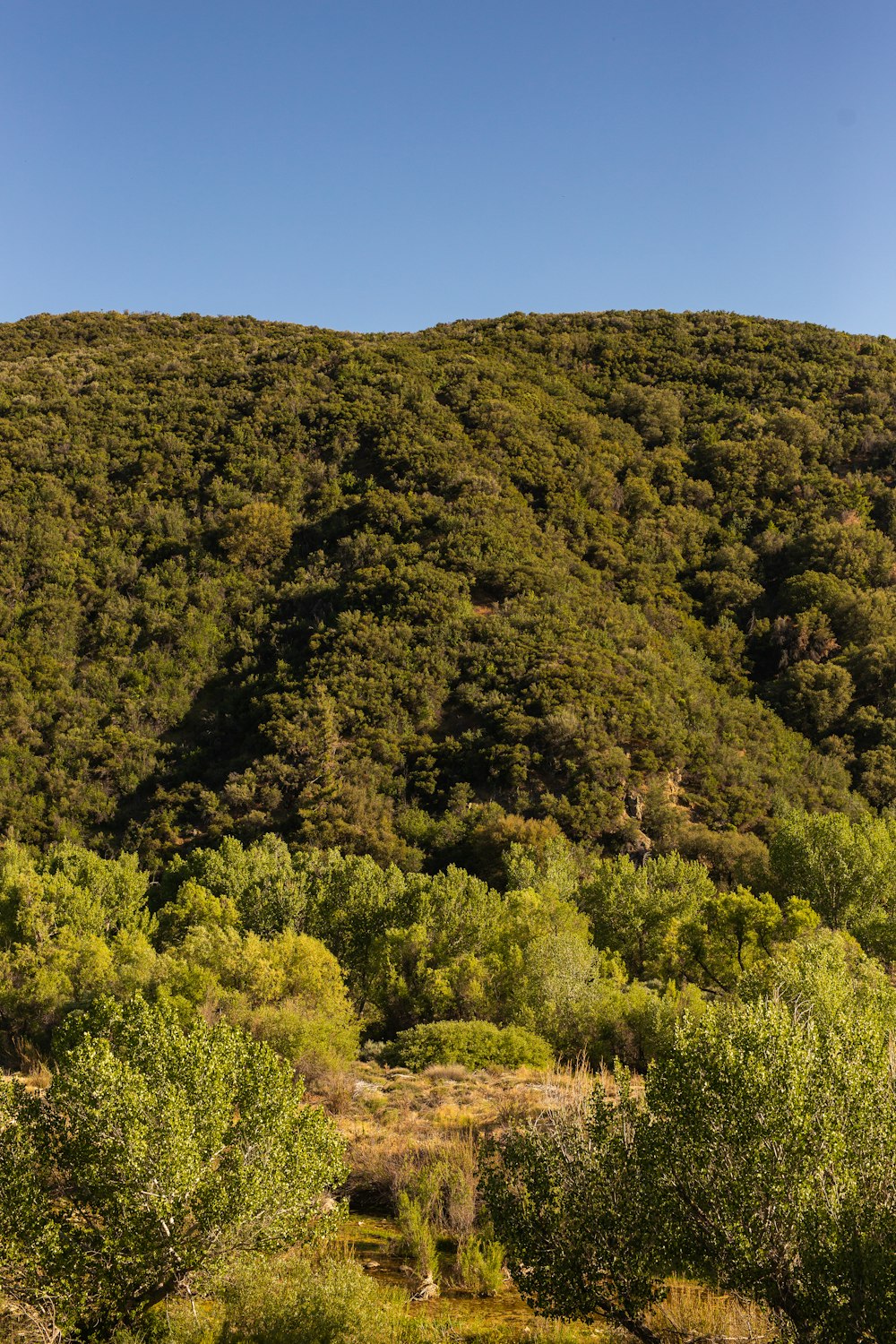 a hill with a forest of trees on the side of it