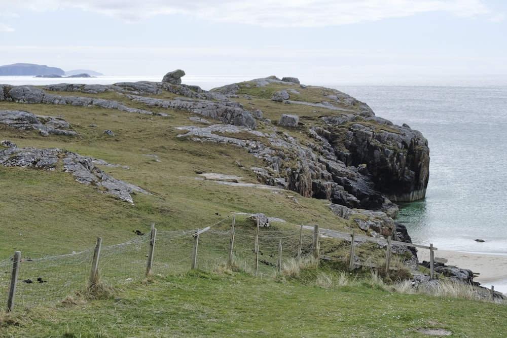 a sheep standing on a grassy hill next to a body of water