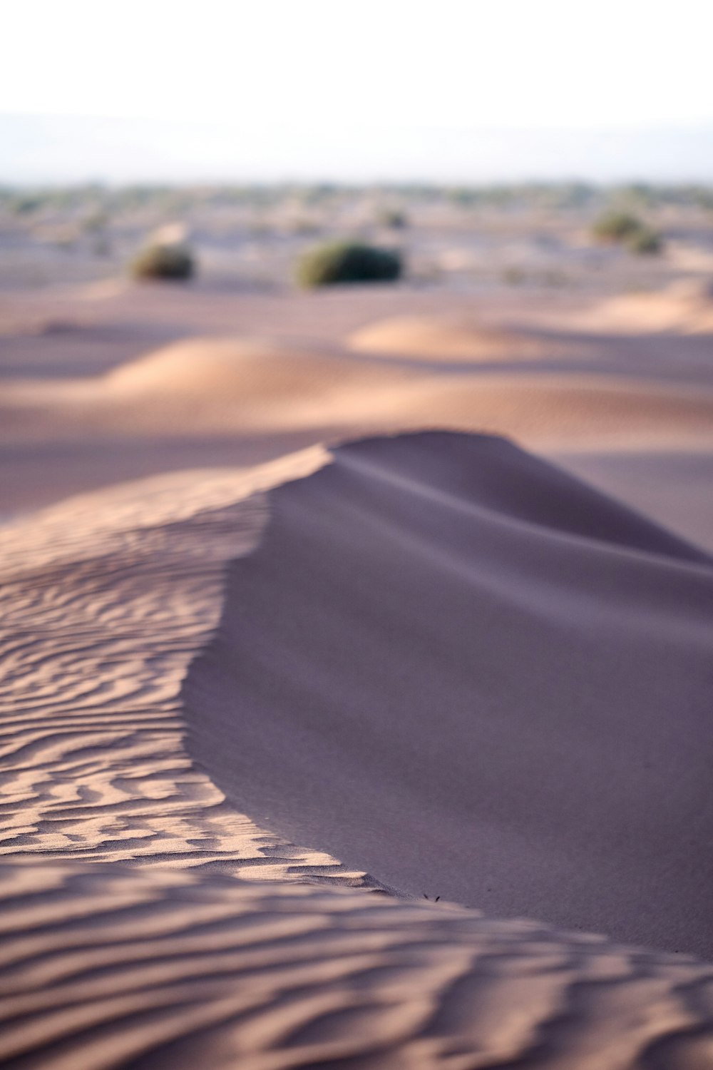 a sandy area with a few trees in the distance