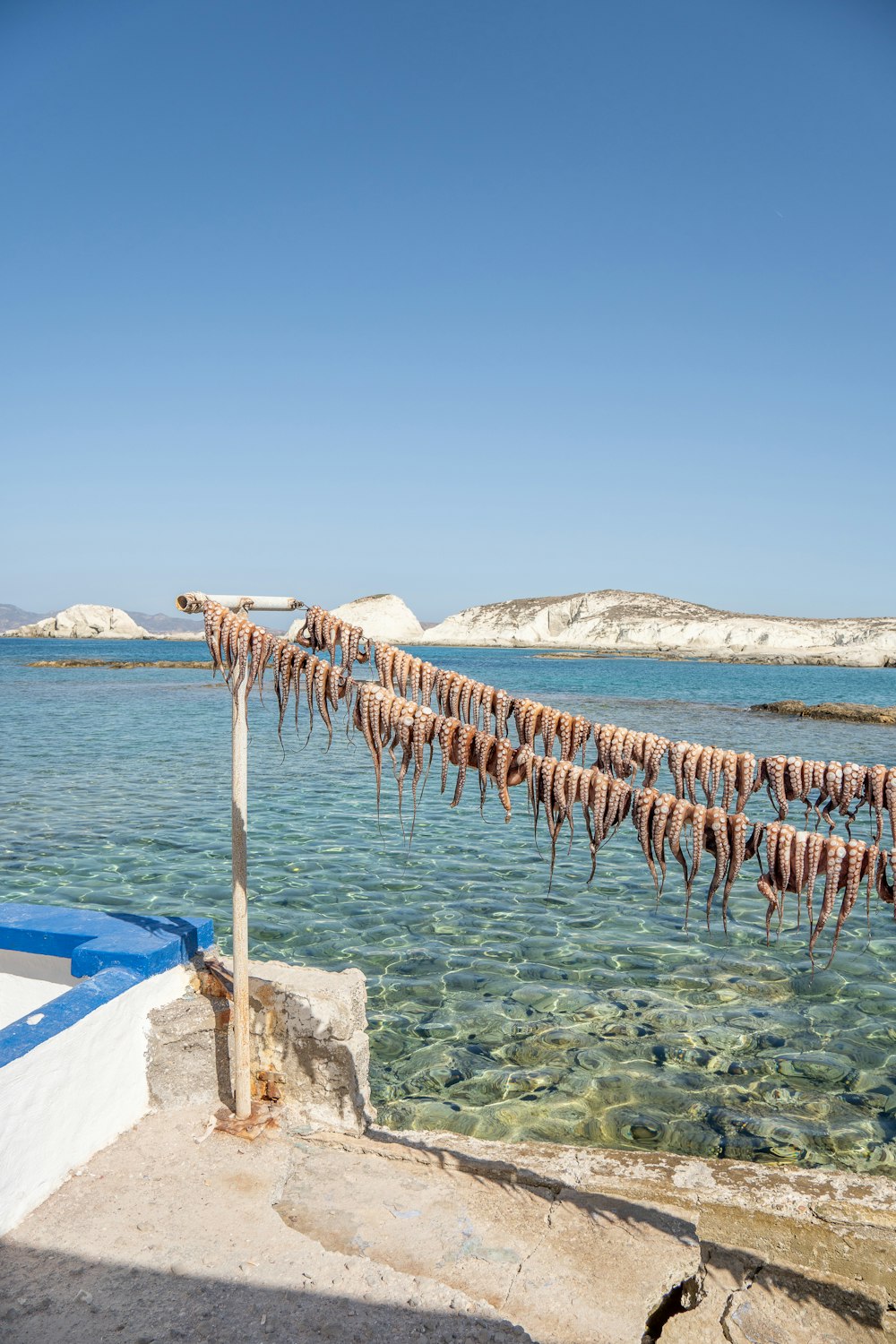 a bunch of fish hanging from a line in the water