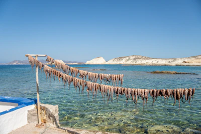 Fresh sea moss drying naturally under the sun on a rustic wooden table.