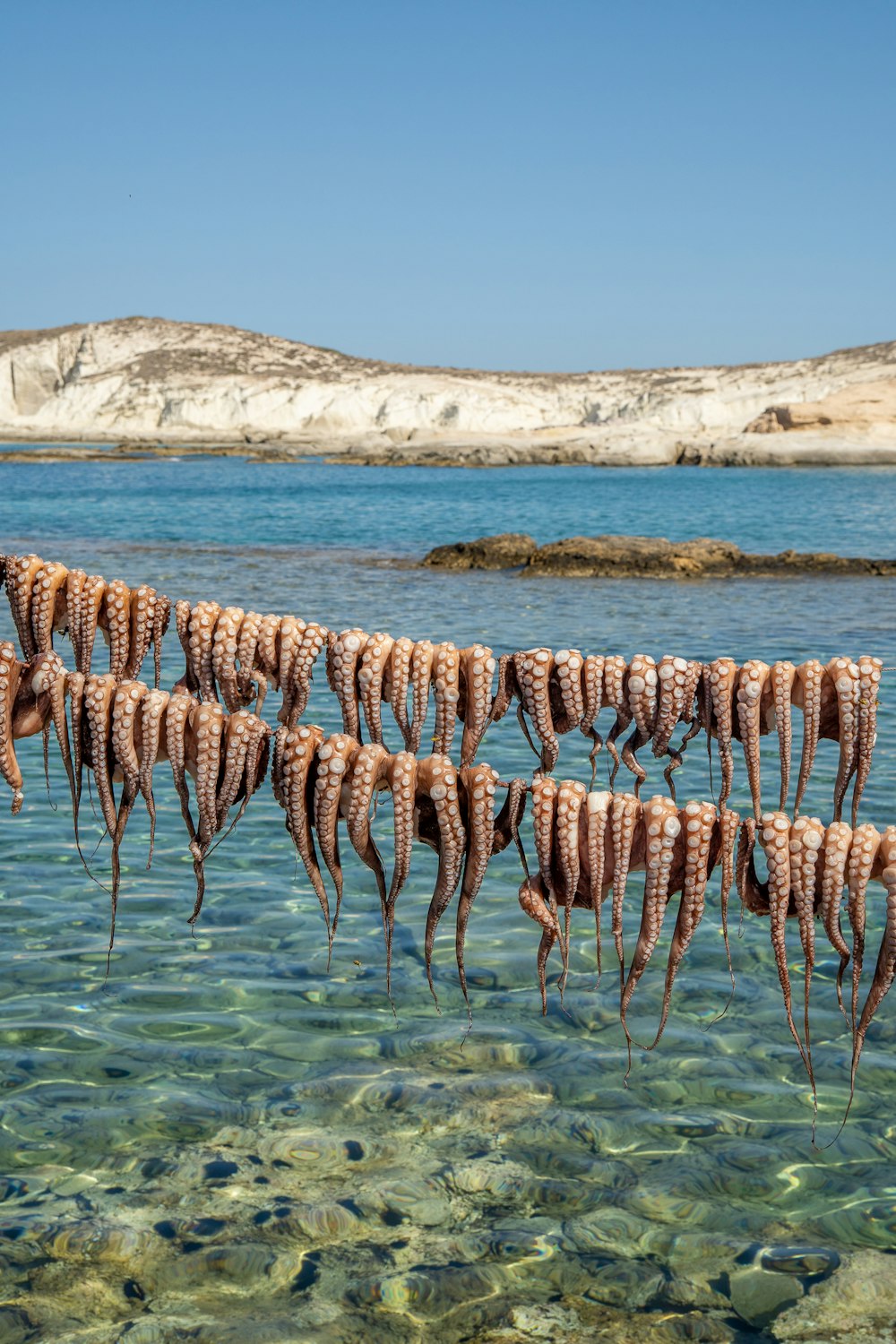 a group of sea urchins hanging from a line in the water