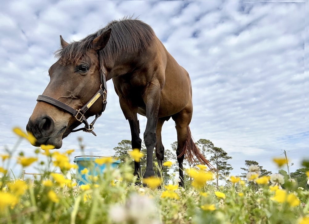 a brown horse standing on top of a lush green field