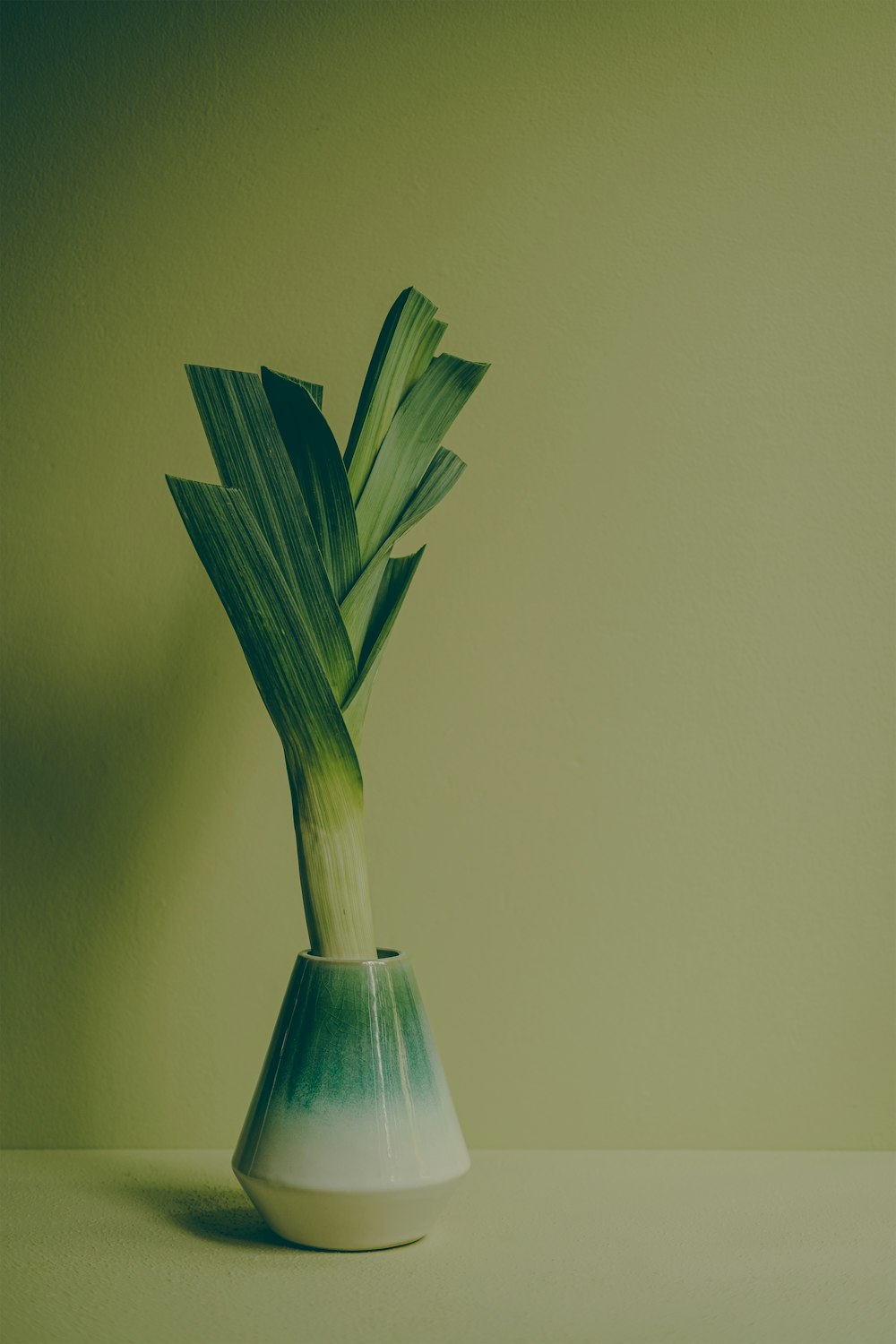 a green plant in a white vase on a table