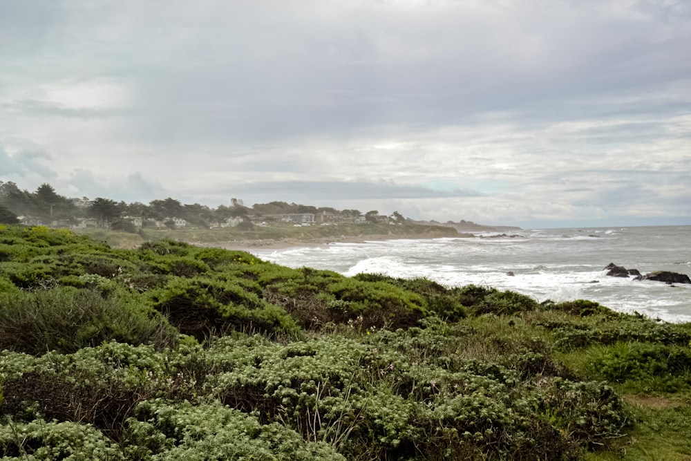 a lush green hillside next to the ocean