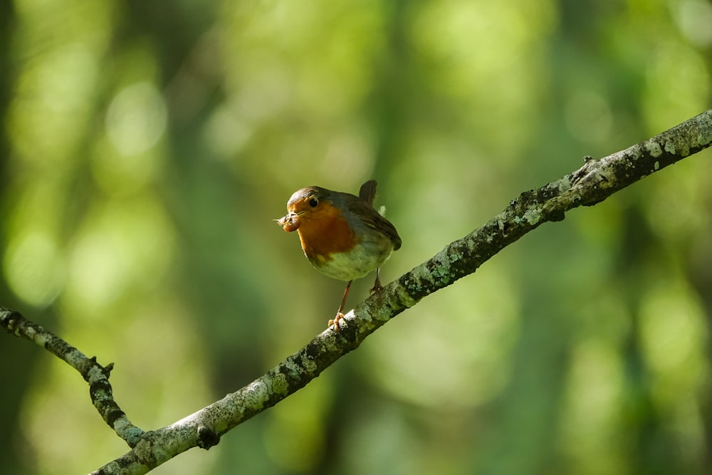 a small bird perched on a tree branch