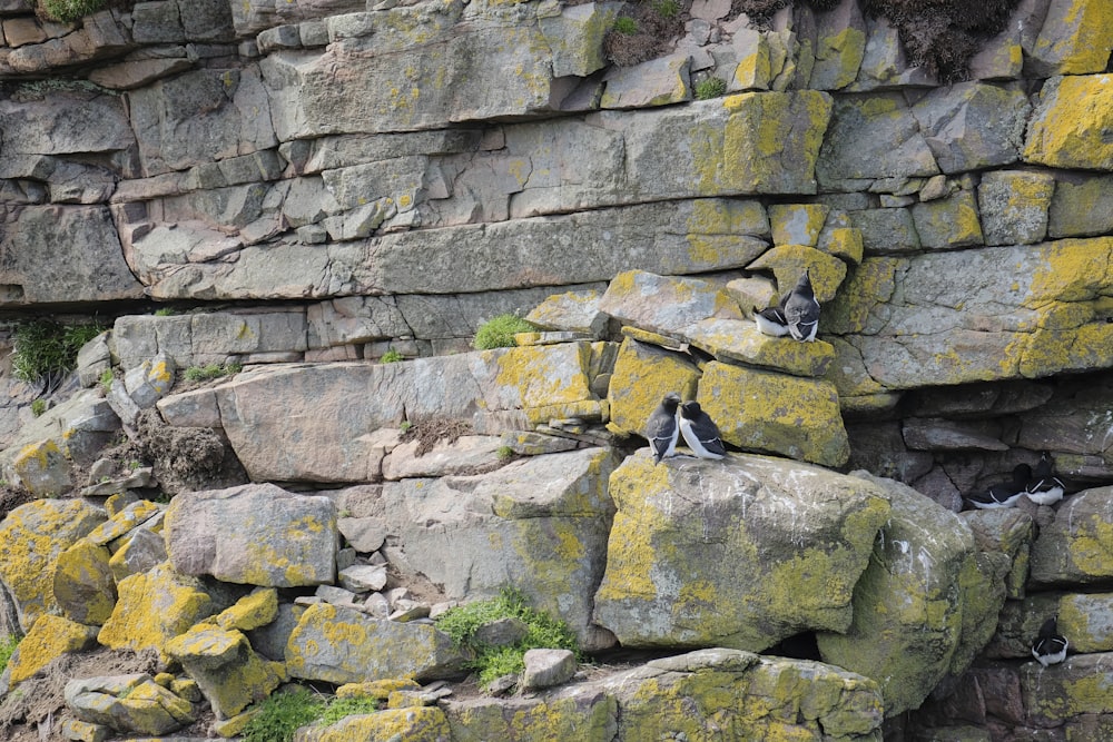 a group of birds sitting on top of a large rock