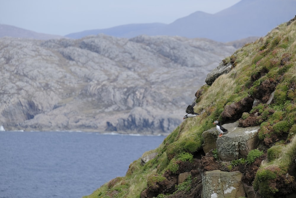 a bird sitting on the side of a hill next to a body of water