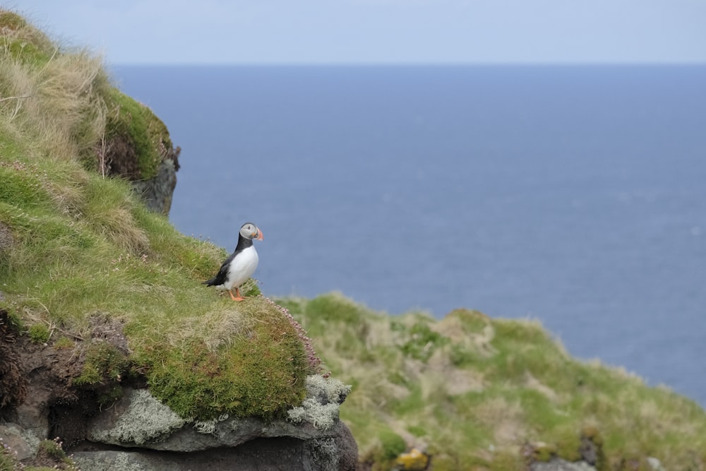 a bird sitting on top of a cliff next to the ocean