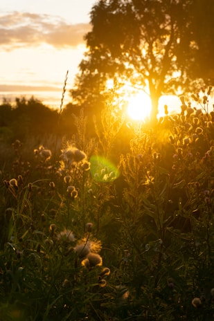 Warm golden sunset casting light over an agave field with traditional Mexican patterns subtly overlaid.