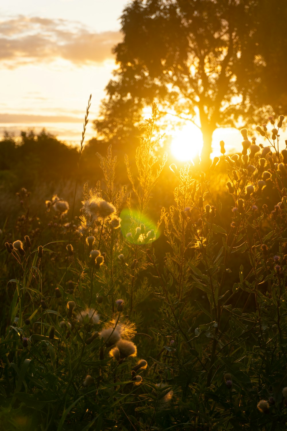 the sun is setting over a field of wildflowers