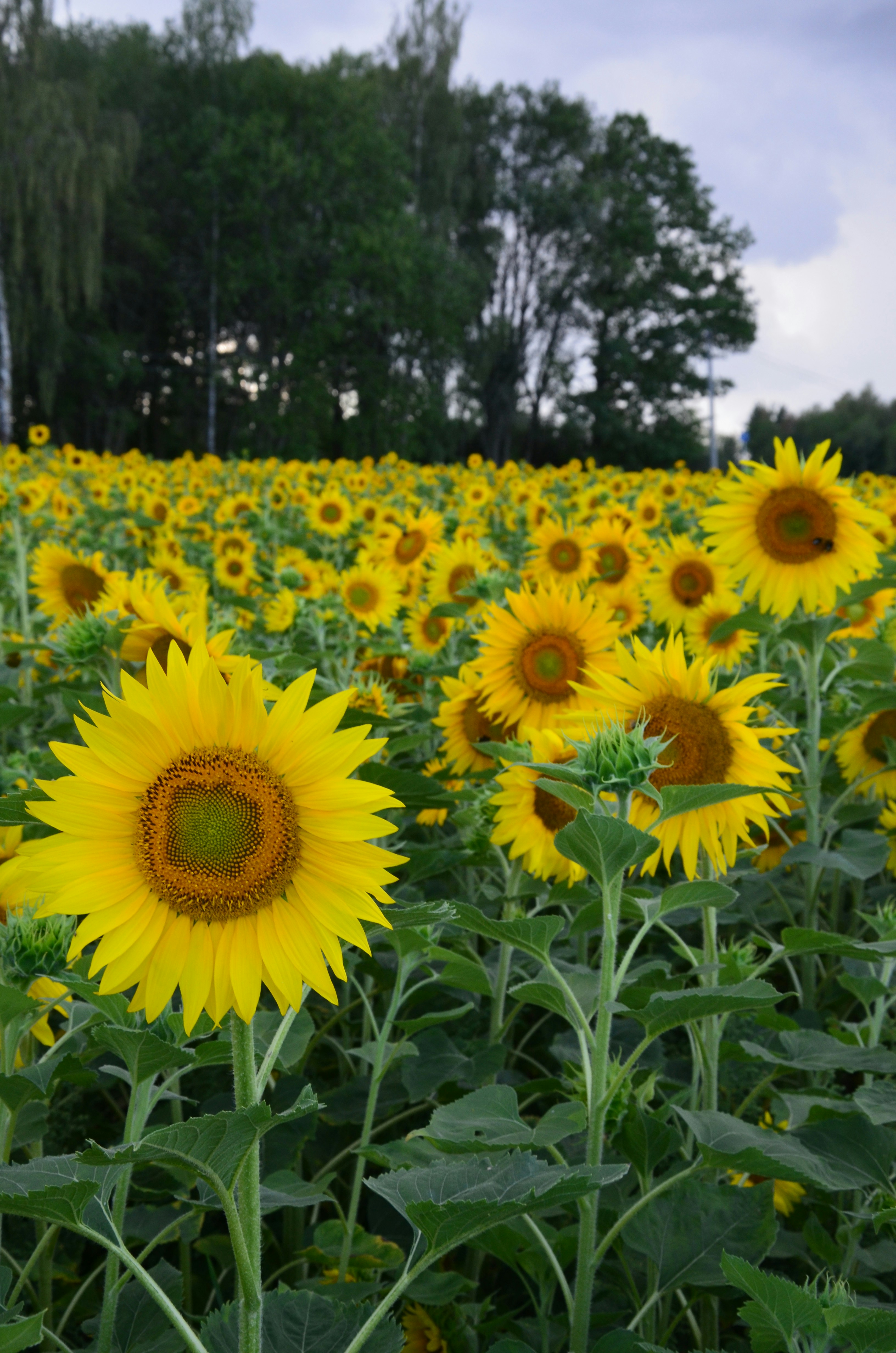 Photo by karin_lehtonen