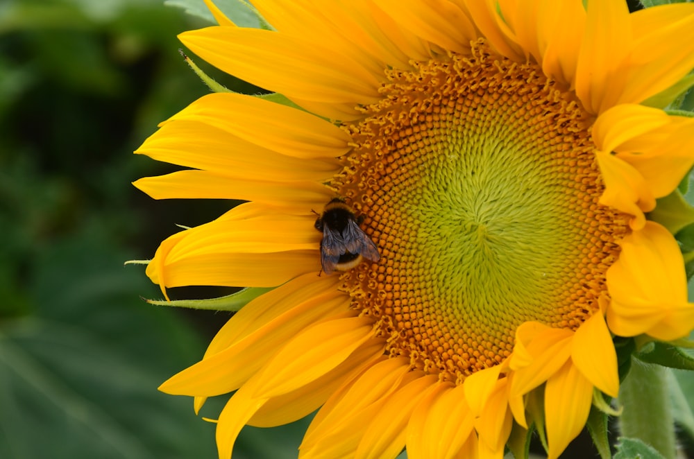 a large sunflower with a bee on it