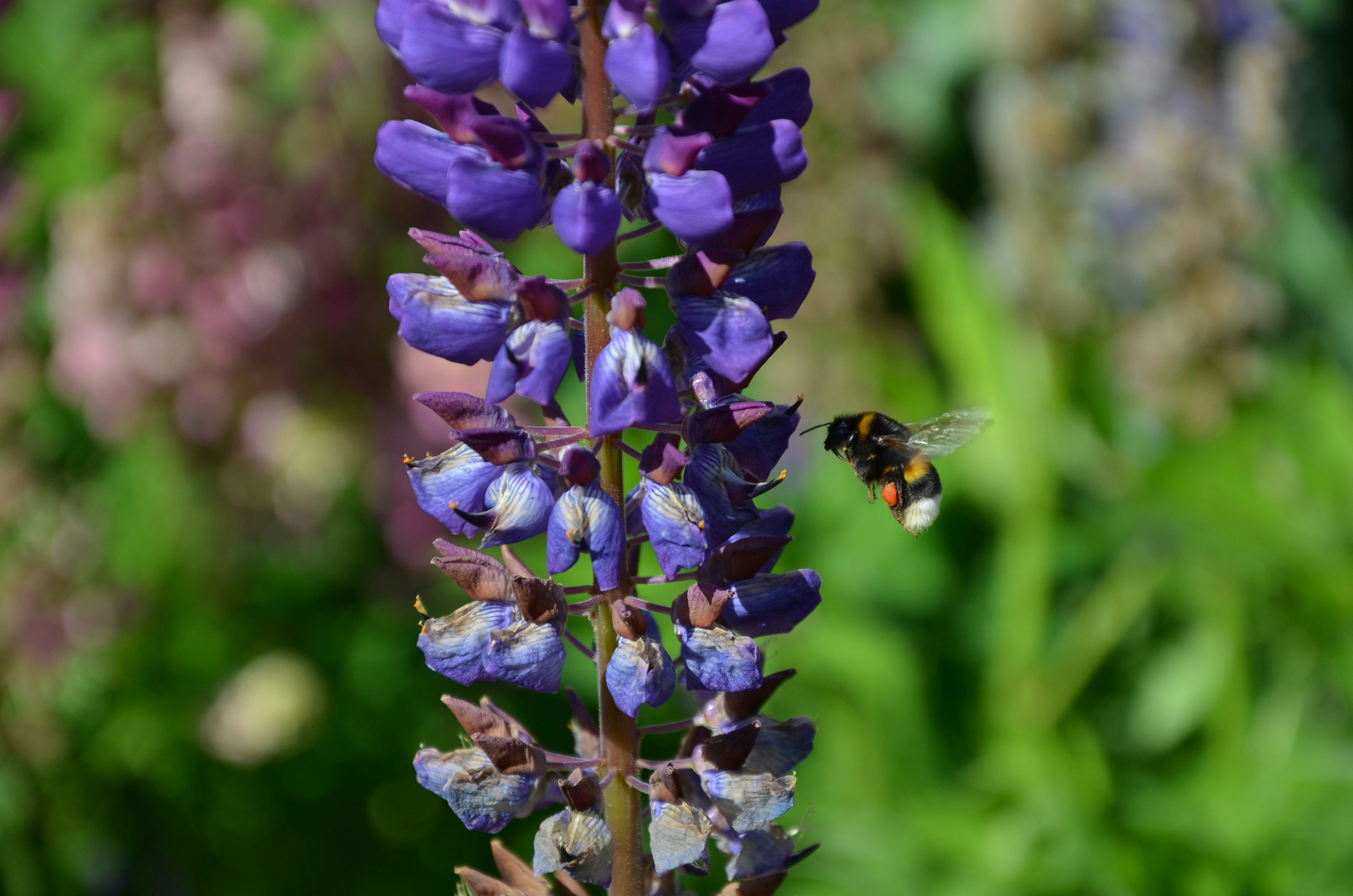 una flor púrpura con una abeja en ella