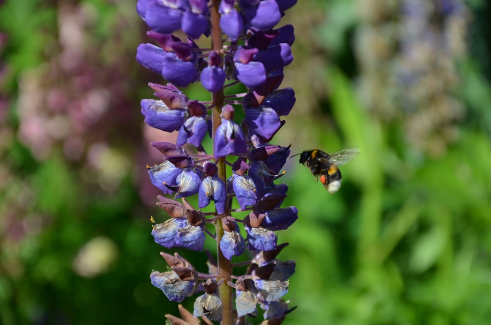 a purple flower with a bee on it