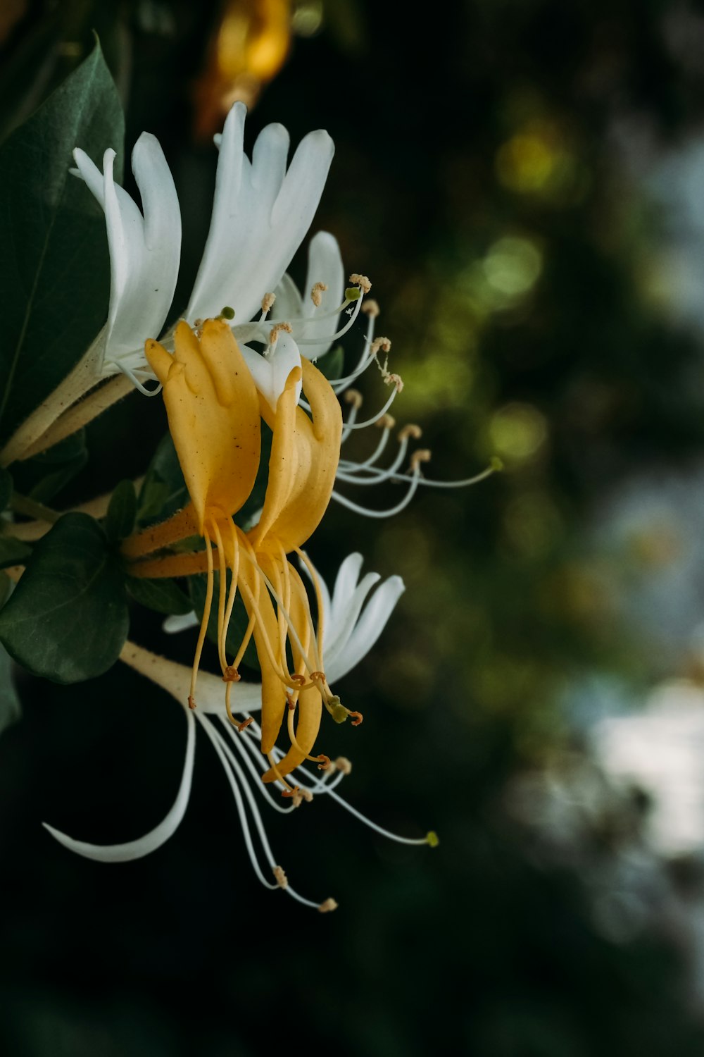 a yellow and white flower with green leaves